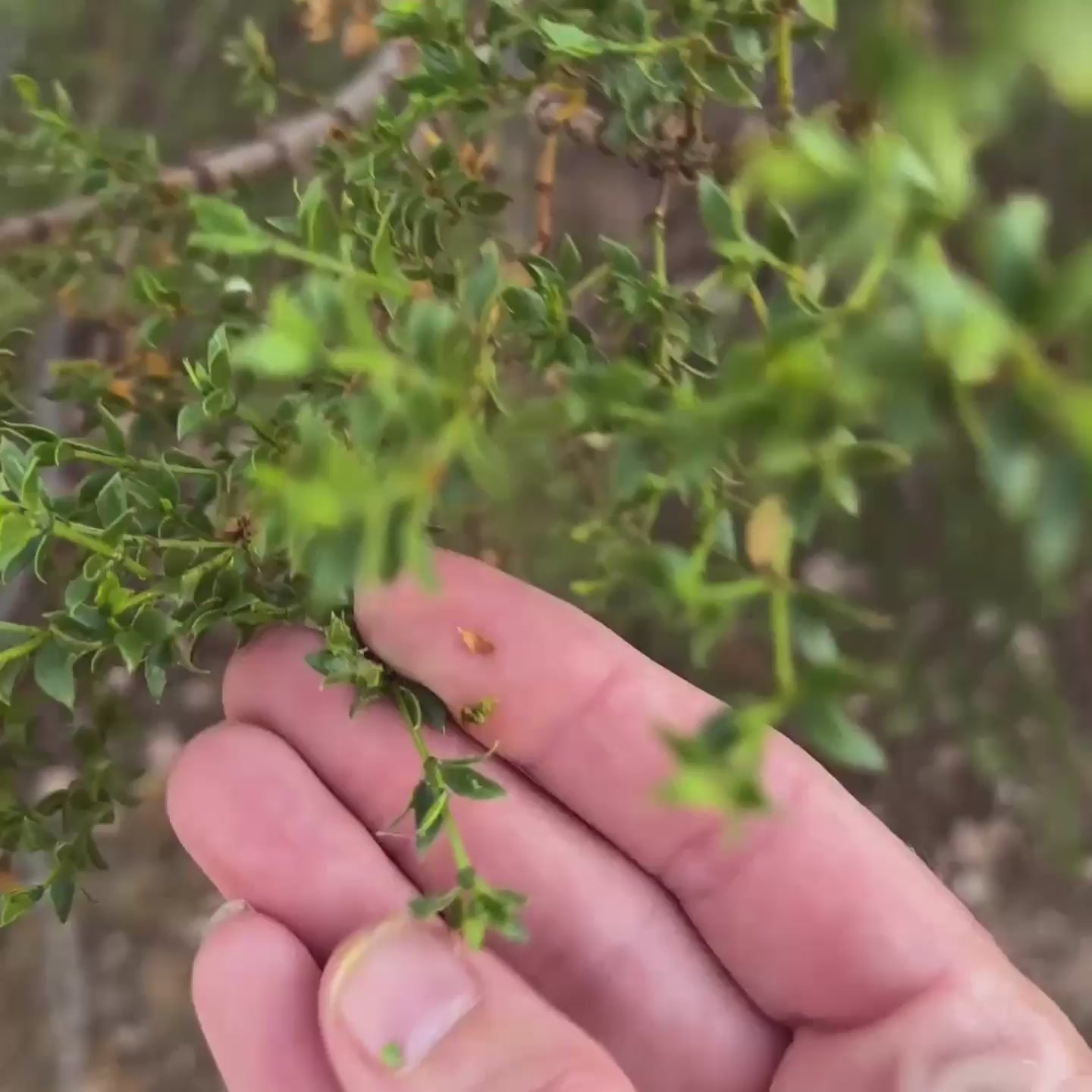 Mojave Rain balm - desert healer, enduring grace tallow blend